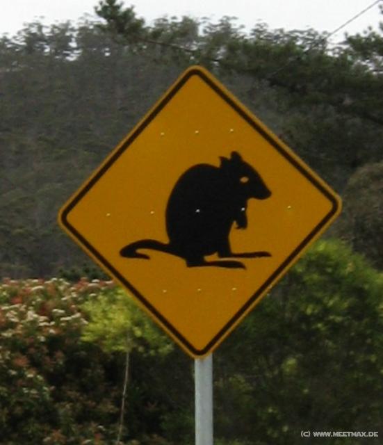 1474_Brushtail_possum_warning
