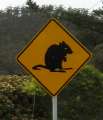 1474_Brushtail_possum_warning