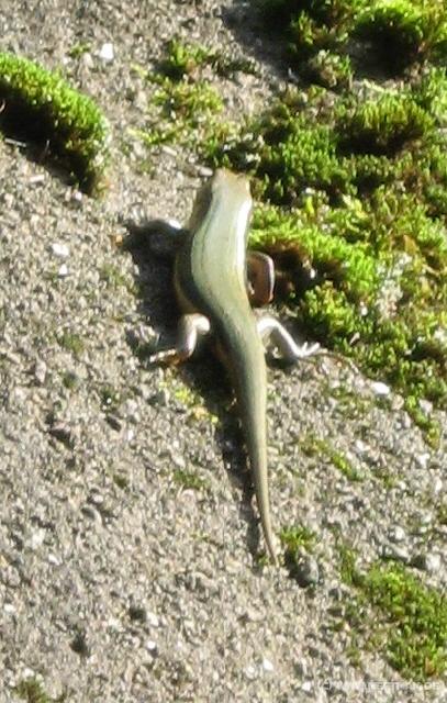 0800_Lizard