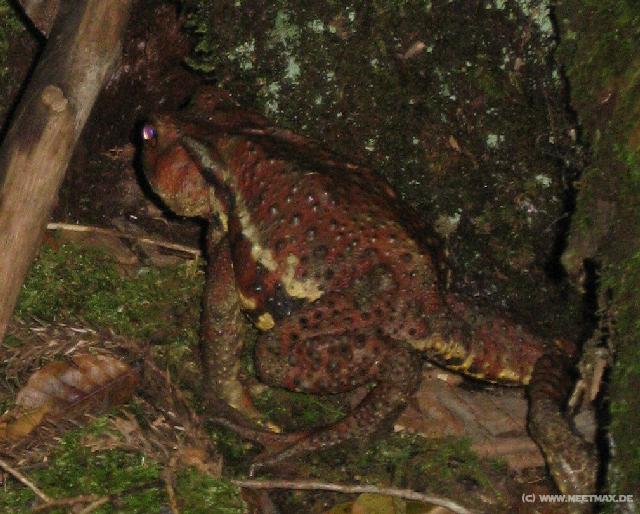 0819_Huge_frog