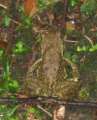 0974_Huge_frog