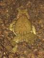 0981_Huge_frog