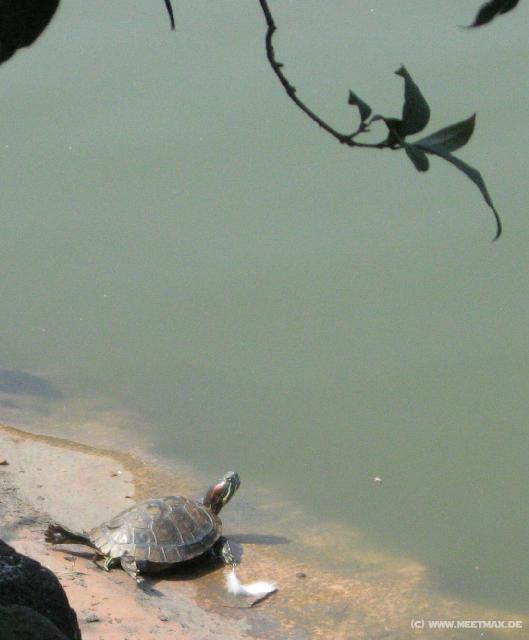 1444_Turtle