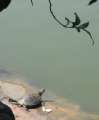 1444_Turtle