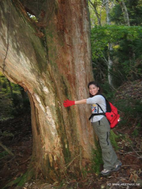 1901_Hugging_the_big_tree