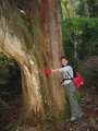 1901_Hugging_the_big_tree