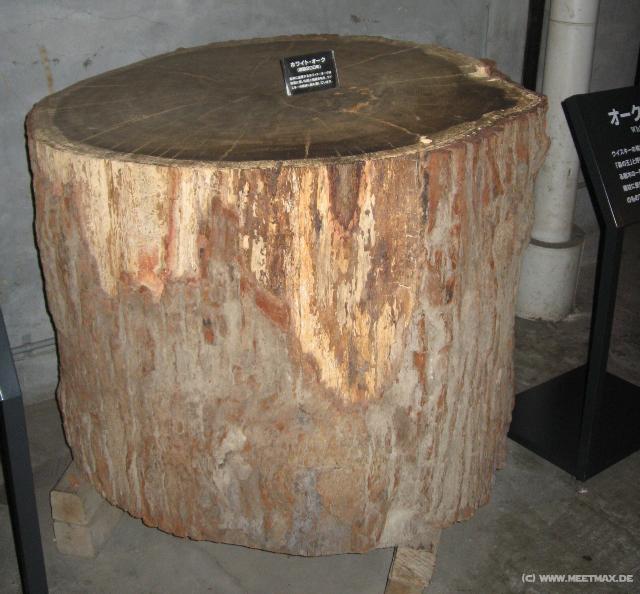 2272_200_years_old