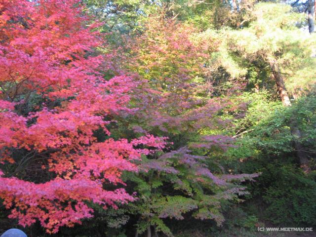2398_Autumn_colors