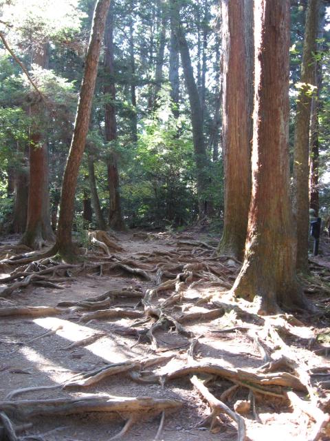 2963_Roots