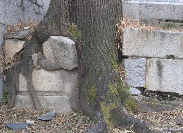 4613_Powerful_tree