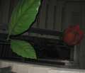 4675_Giant_rose