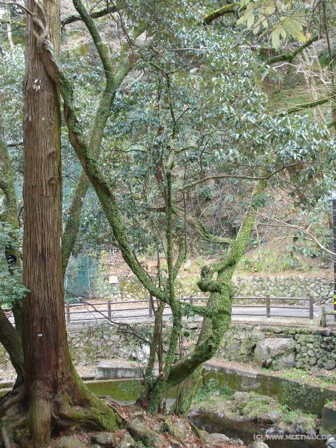 5009_Strange_trees