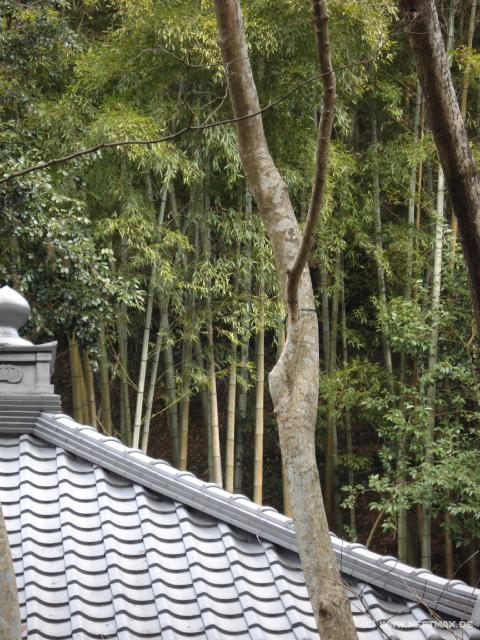 5033_Bamboo_forest