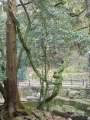 5009_Strange_trees