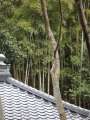 5033_Bamboo_forest