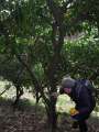 5042_Collecting_fruit