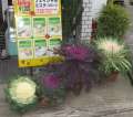 5293_Cabbage_flowers
