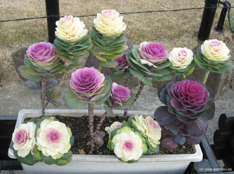 0107_Cabbage_flowers