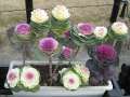 0107_Cabbage_flowers