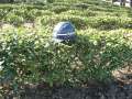 5831_Helmet