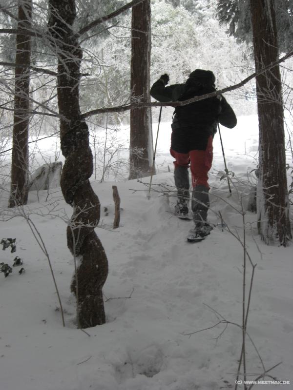 6444_Rotating_tree