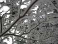 6498_Tempura_tree