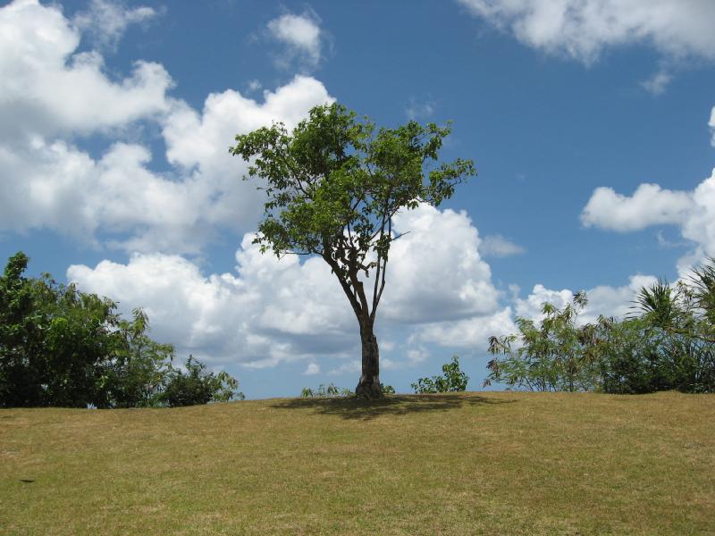 8139_Tree