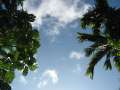 8165_Sky_trees