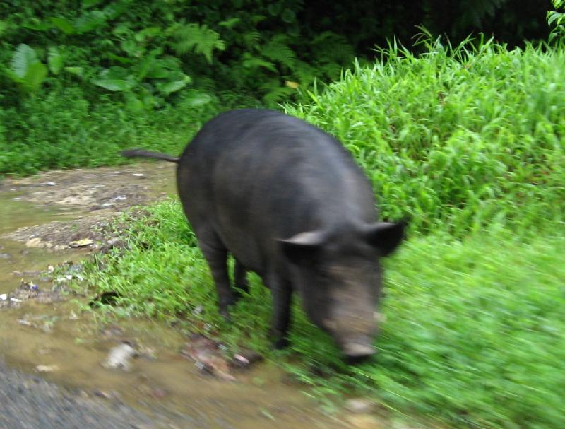 8173_Pig