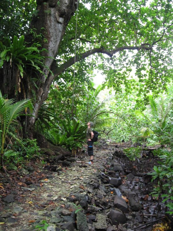 8235_Big_tree