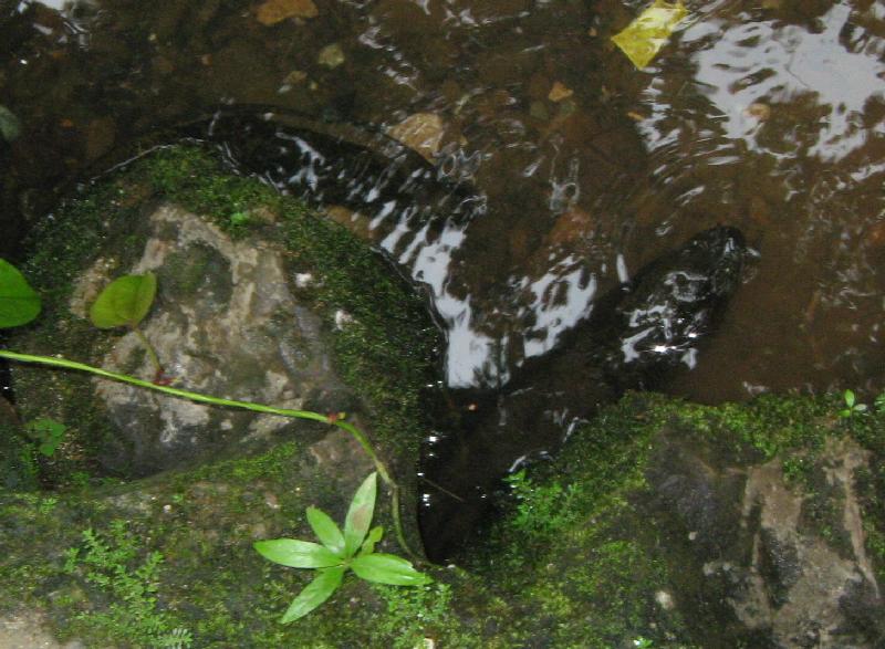 8240_Fish