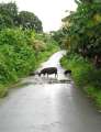 8184_Road_pigs