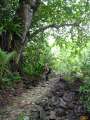 8235_Big_tree