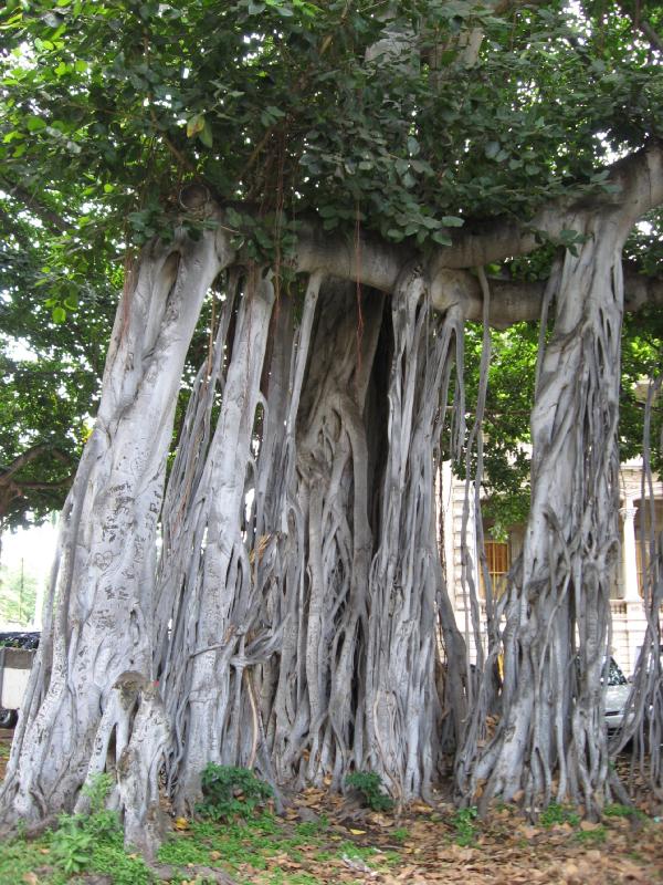 8347_Trees