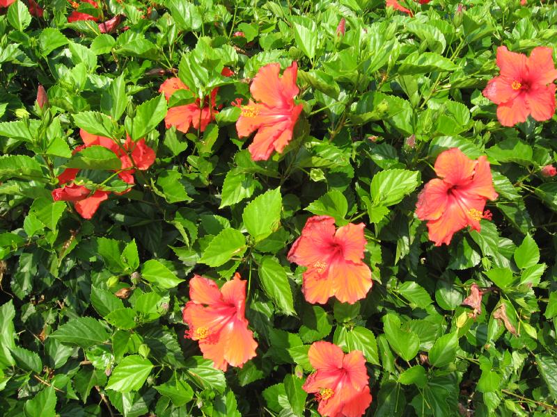 8377_Flowers