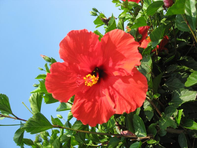 8378_Flower