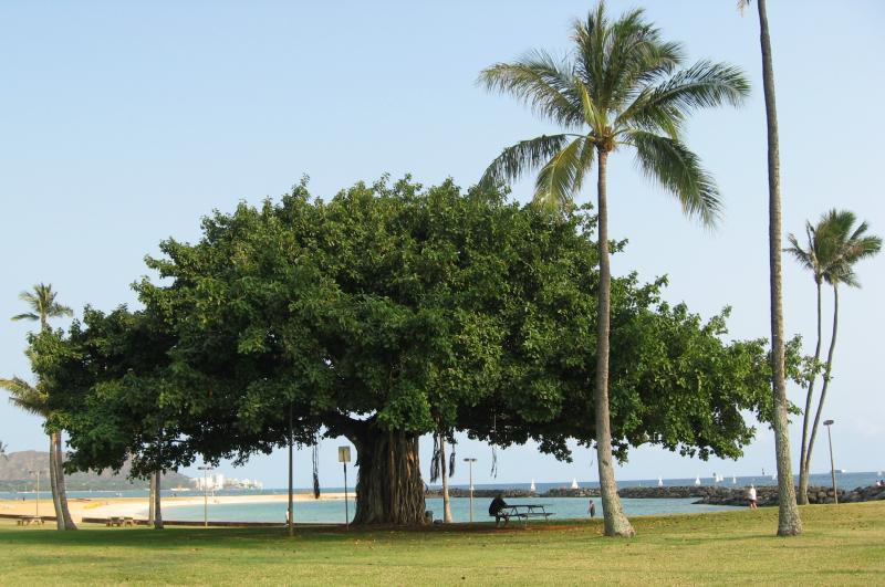 8390_Magic_Island