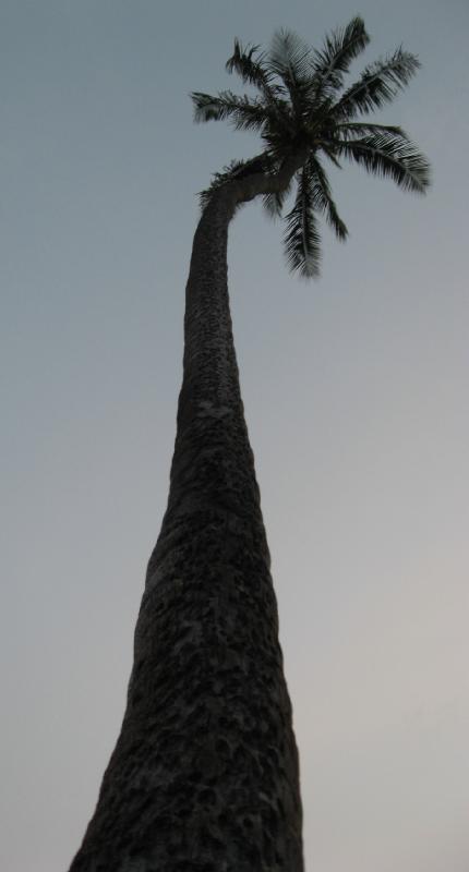 8413_Palmtree
