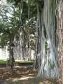 8355_Trees
