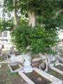 8367_King_Street_cemetery