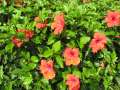 8377_Flowers