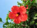 8378_Flower