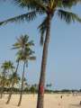 8386_Ala_Moana_beach_park
