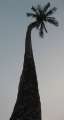 8413_Palmtree