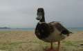 8445_Kailua_duck