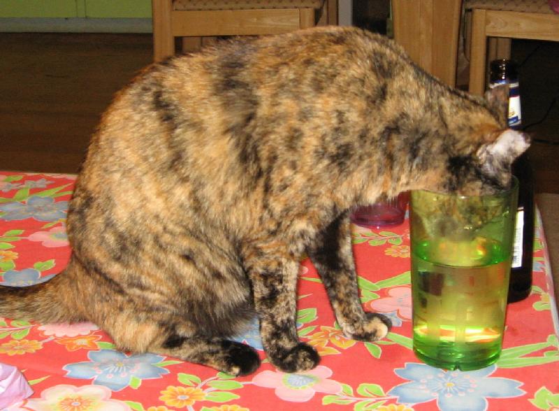 8479_Thirsty_cat