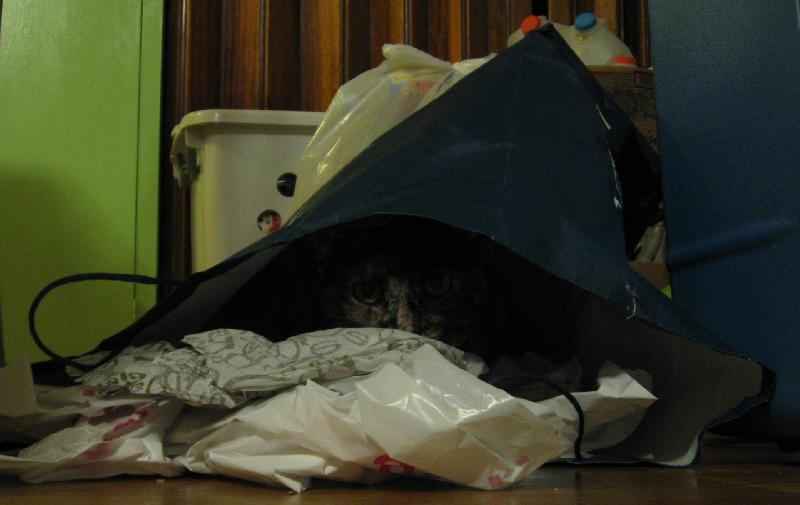 8482_Cat_bag