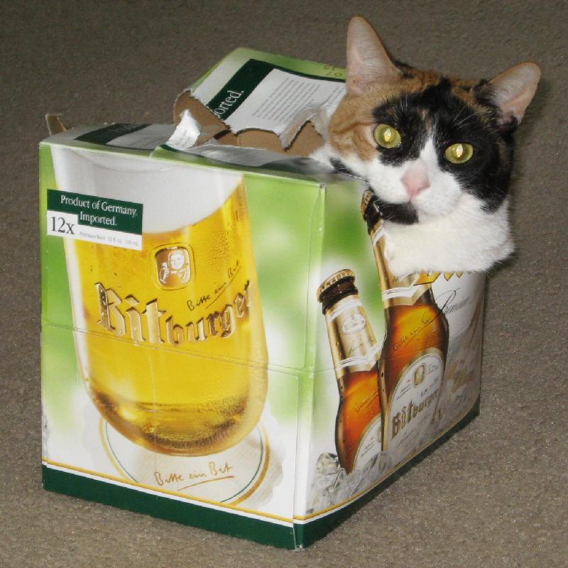 8485_Cat_box