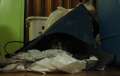 8482_Cat_bag