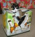 8484_Bit_cat